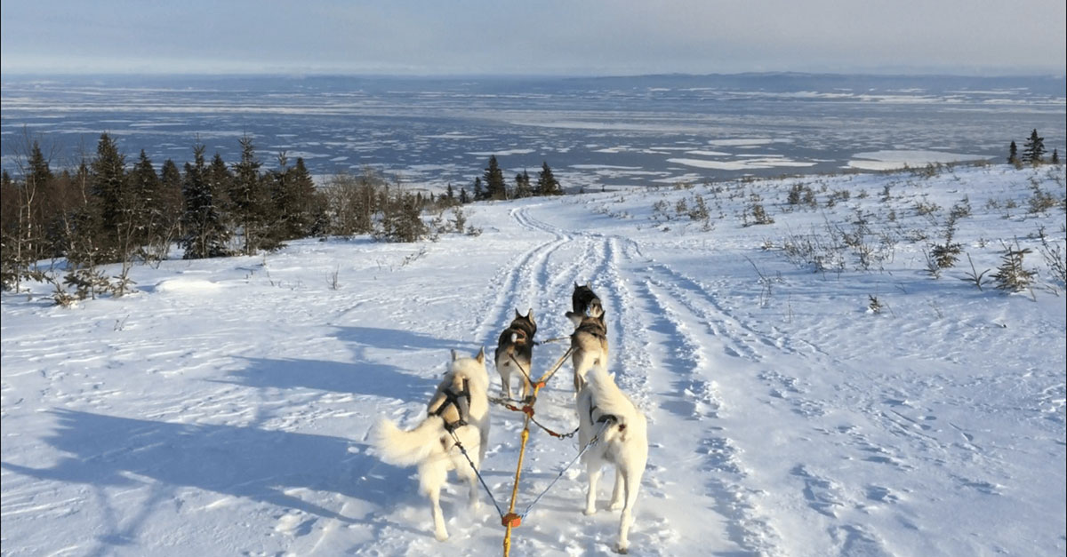 Traîneau à chien